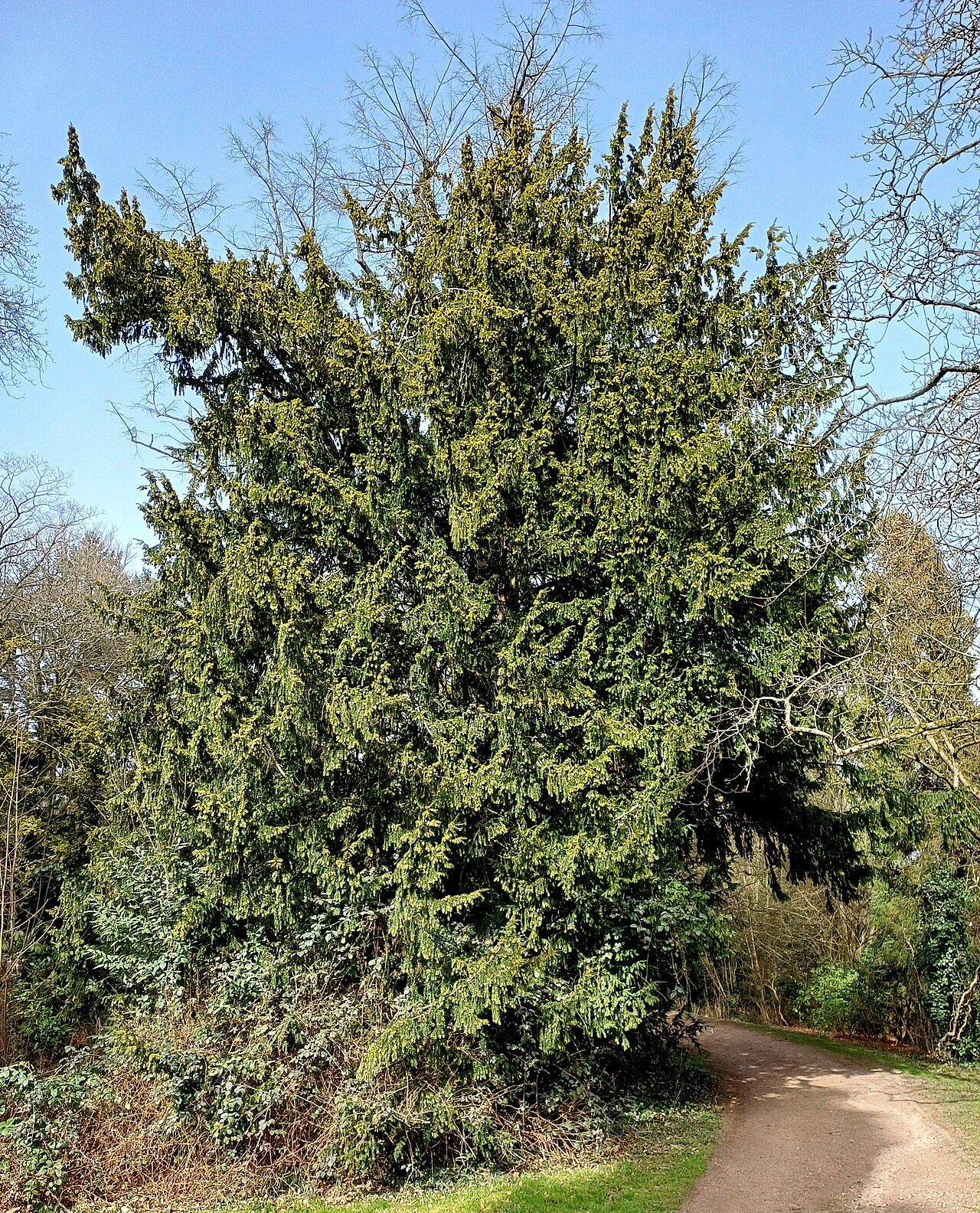 Photo by ArthurMcGill — Wikimedia Commons, CC BY-SA 4.0 Japanese Yew
