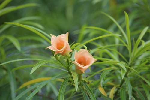 Photo by (c) Ricard Busquets Reverte, some rights reserved (CC BY), uploaded by Ricard Busquets Reverte — iNaturalist, CC BY Yellow Oleander
