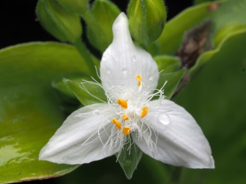 Photo by (c) Saryu Mae 前 朝琉, some rights reserved (CC BY), uploaded by Saryu Mae 前 朝琉 — iNaturalist, CC BY Wandering Dude