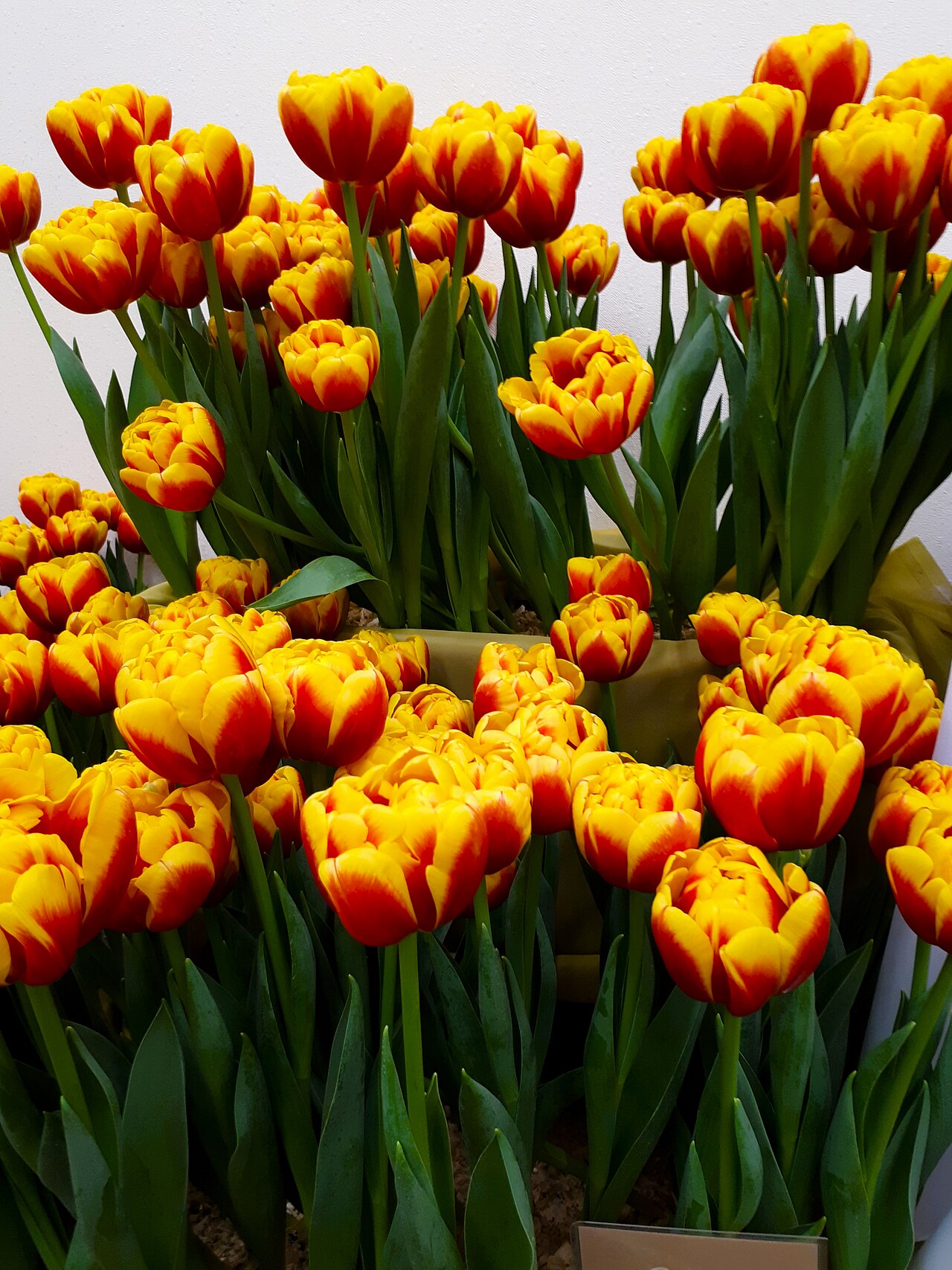 Photo by Александровы АГ — Wikimedia Commons, CC BY-SA 4.0 Tulip