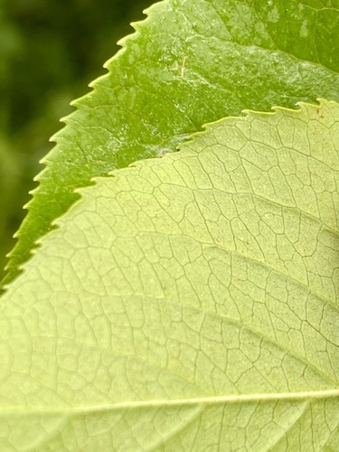 Black Haw