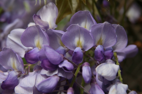 Photo by (c) Karen, some rights reserved (CC BY) — iNaturalist, CC BY Wisteria