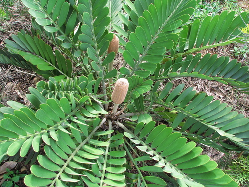 Photo by (c) tanetahi, some rights reserved (CC BY) — iNaturalist, CC BY Cardboard Cycad
