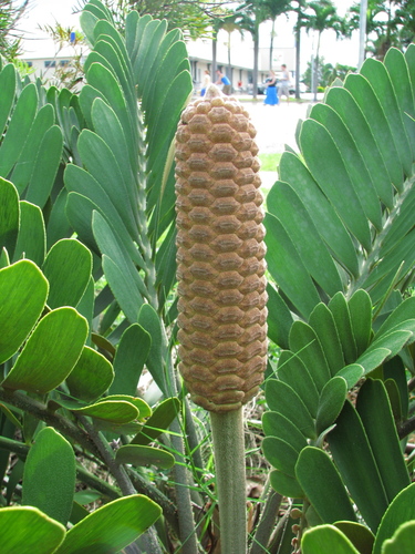 Photo by (c) tanetahi, some rights reserved (CC BY) — iNaturalist, CC BY Cardboard Palm