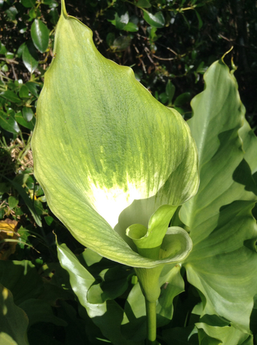 Photo by (c) Bruce Calvert, some rights reserved (CC BY), uploaded by Bruce Calvert — iNaturalist, CC BY Calla Lily